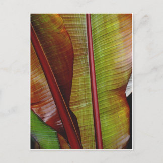 Colours of the Jungle Postcard