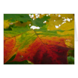 Colours of the Maple Leaf Autumn Nature Photograph