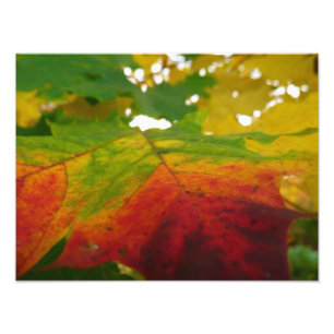Colours of the Maple Leaf Autumn Nature Photograph