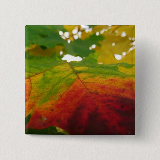 Colours of the Maple Leaf Autumn Nature Photograph 15 Cm Square Badge (Front)