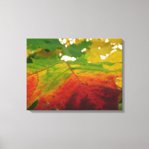 Colours of the Maple Leaf Autumn Nature Photograph Canvas Print