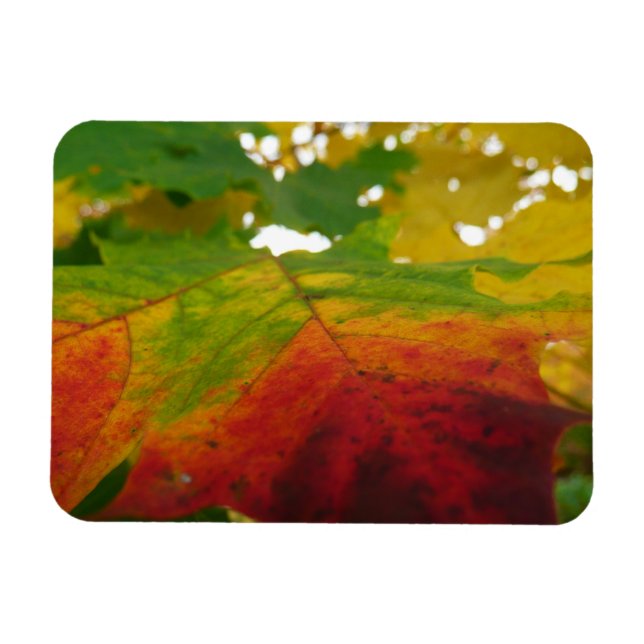 Colours of the Maple Leaf Autumn Nature Photograph Magnet (Horizontal)