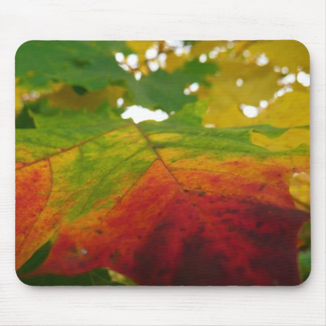 Colours of the Maple Leaf Autumn Nature Photograph Mouse Mat (Front)