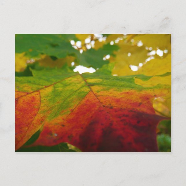 Colours of the Maple Leaf Autumn Nature Photograph Postcard (Front)