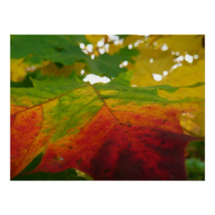 Colours of the Maple Leaf Autumn Nature Photograph Poster