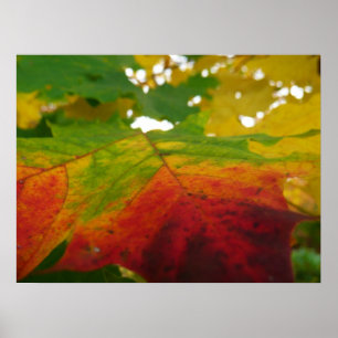 Colours of the Maple Leaf Autumn Nature Photograph Poster