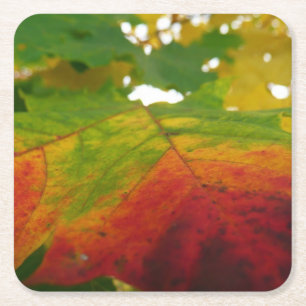 Colours of the Maple Leaf Autumn Nature Photograph Square Paper Coaster