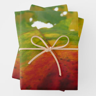 Colours of the Maple Leaf Autumn Nature Photograph Wrapping Paper Sheet