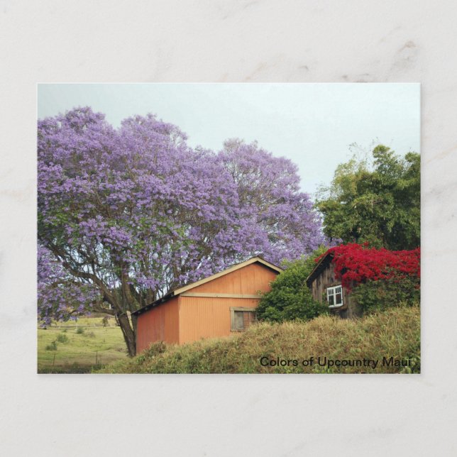 Colours of Up Country Maui Postcard (Front)