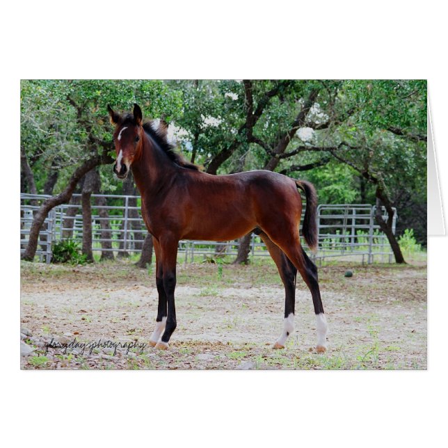 colt, glorydaysphotography (Front Horizontal)