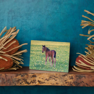 Colt in Dandelion Field Plaque