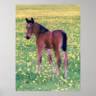 Colt in Dandelion Field Poster