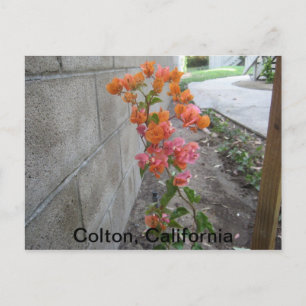 COLTON, C.A.,POSTCARD POSTCARD
