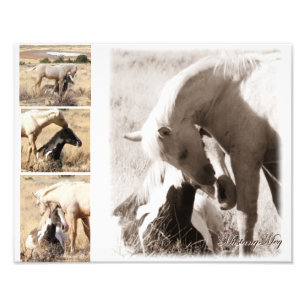 Colts will be Colts - Mustang Collage Photo Print