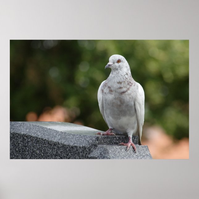 Columba livia domestica poster (Front)