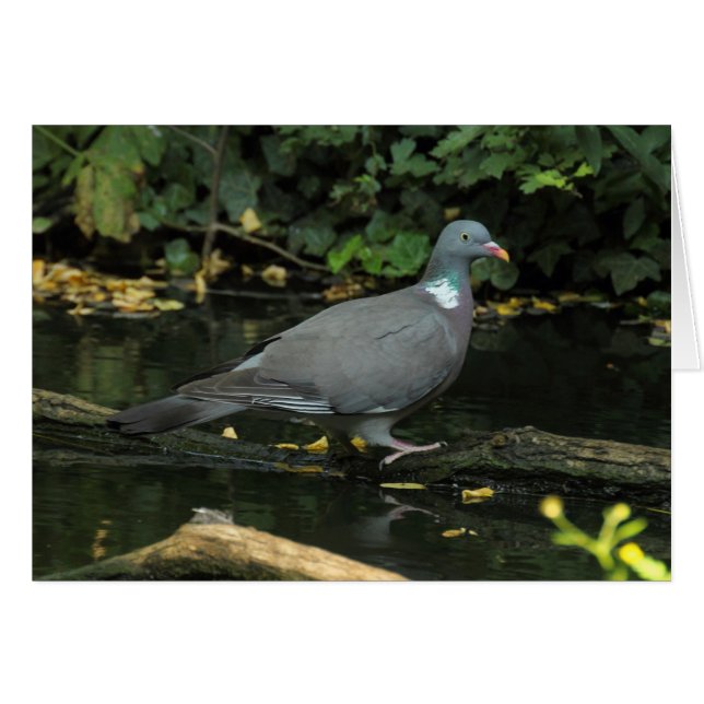 Columba palumbus (Front Horizontal)