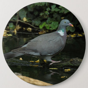 Columba palumbus 6 cm round badge