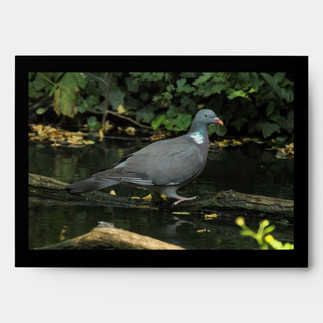 Columba palumbus envelopes (Front)
