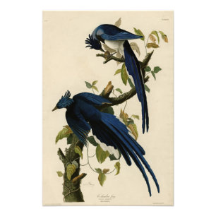 Columbia Jay from Audubon's Birds of America Photo Print