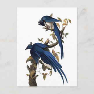 Columbia Jay | John James Audubon Postcard