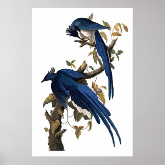 Columbia Jay | John James Audubon Poster