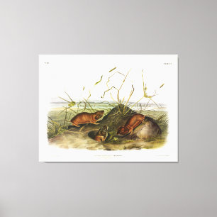 Columbia Pouched-Rat, Northern Pocket Gopher Canvas Print