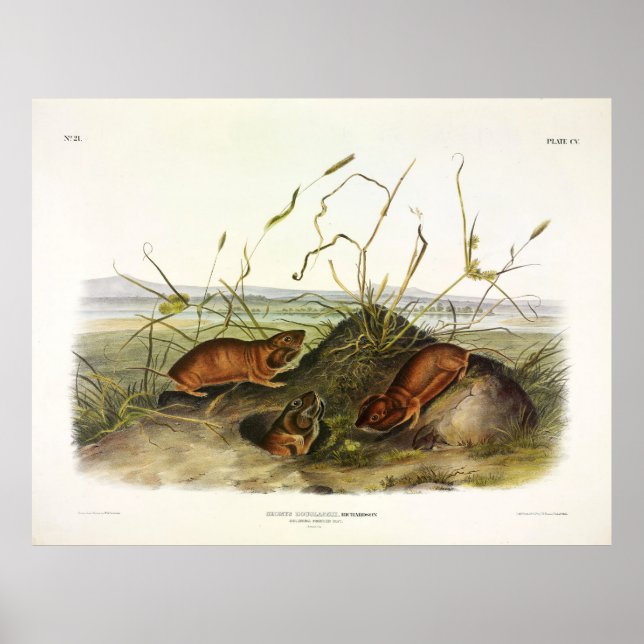 Columbia Pouched-Rat, Northern Pocket Gopher Poster (Front)
