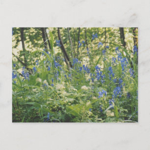 Columbia River Gorge Postcard