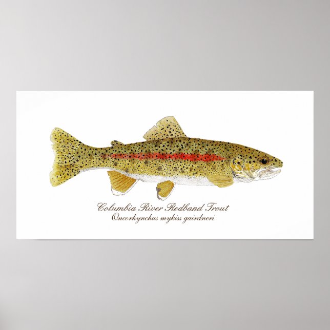 Columbia River Redband Trout Art Poster (Front)