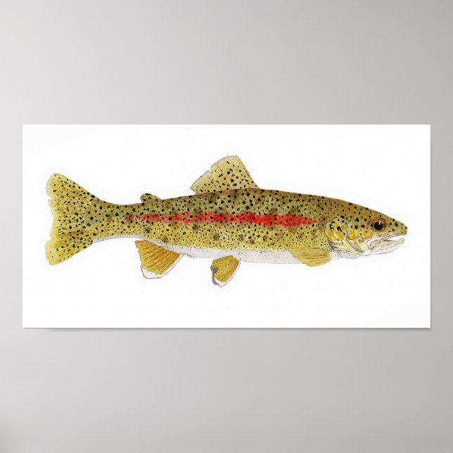 Columbia River Redband Trout Art Print (Front)