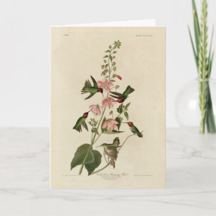Columbian (Anna's) Humming Bird - Audubon's Birds Card
