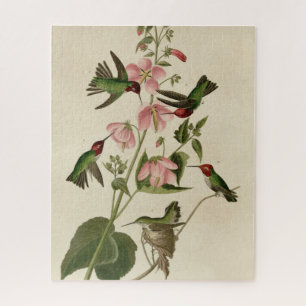 Columbian (Anna's) Humming Bird - Audubon's Birds Jigsaw Puzzle