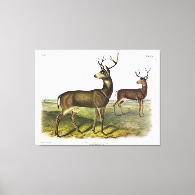 Columbian Black-tailed Deer, Blacktail, by Audubon Canvas Print (Front)