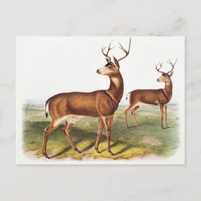 Columbian Black-tailed Deer (Cervus Richardsonii) Postcard (Front)