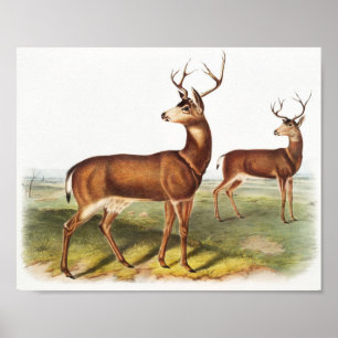 Columbian Black-tailed Deer (Cervus Richardsonii) Poster
