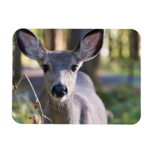 Columbian Black-tailed Doe   Washington State Magnet