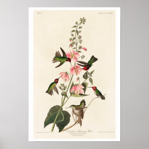 Columbian Humming Bird by Audubon Poster
