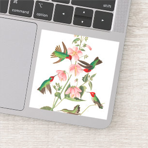 Columbian Humming by John James Audubon