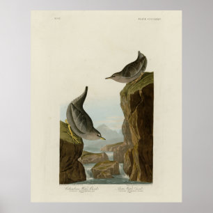 Columbian Water Ouzel, Audubon's Birds of America Poster