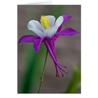 Columbine