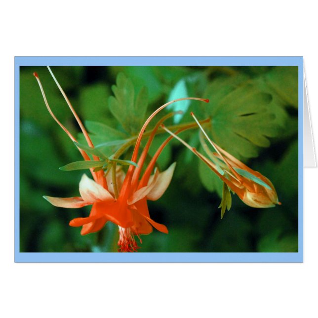 Columbine (Front Horizontal)