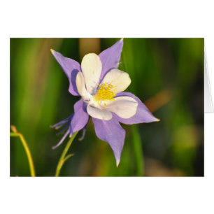 Columbine