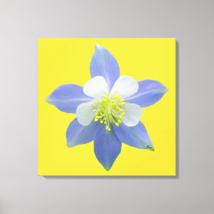 Columbine 2 canvas print