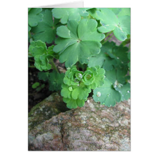 Columbine Blank Cards