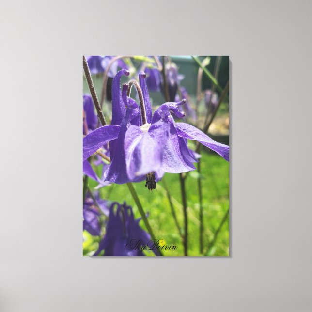 columbine canvas print (Front)