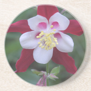 Columbine Coaster