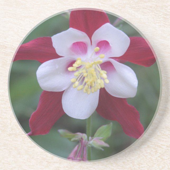 Columbine Coaster (Front)