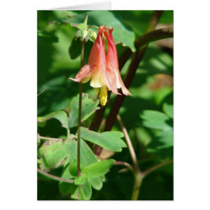 Columbine Flower