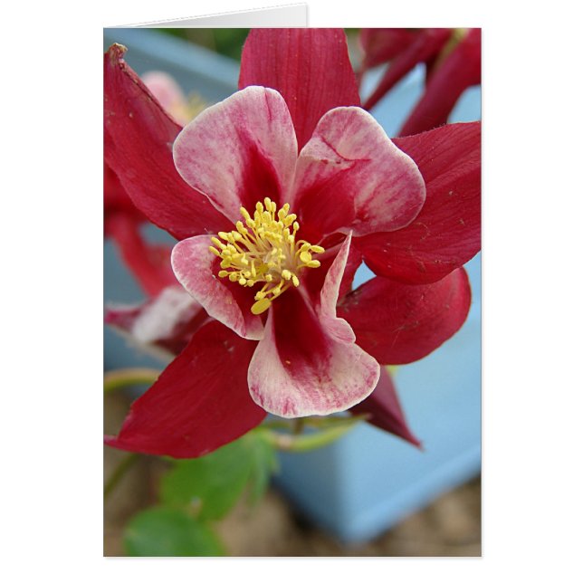 Columbine Flower (Front)