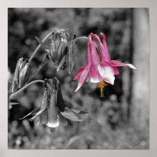 Columbine Flower Black And White Partial Colour Poster